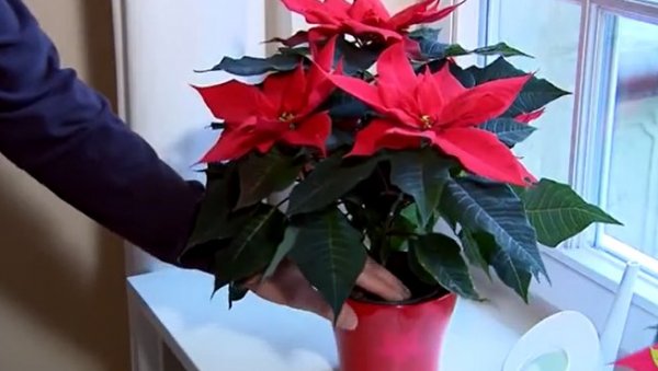 ОВЕ ТРИ БИЉКЕ МОРАТЕ ИМАТИ ЗА БАДЊЕ ВЕЧЕ И БОЖИЋ: Једна штити од дом од зла, а друга доноси паре