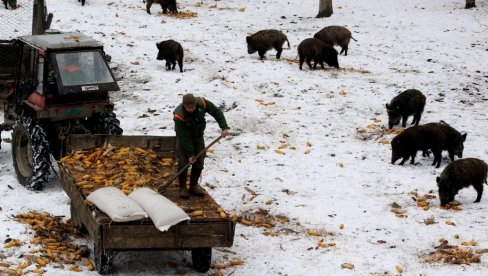 MINUS UGROŽAVA I DIVLJAČ: Korisnicima lovišta naloženo da obezbede prihranu