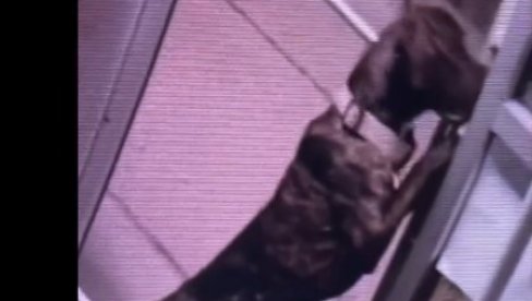 HUDINI Pas pobegao iz skloništa na spektakularan način