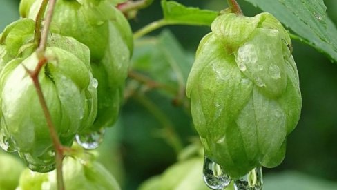 МАЛО МУКЕ, А МАЛО ЗАИНТЕРЕСОВАНИХ: Ова пољопривредна култура може да донесе зараду и до 15 хиљада евра - Сади се једном у 15 година!