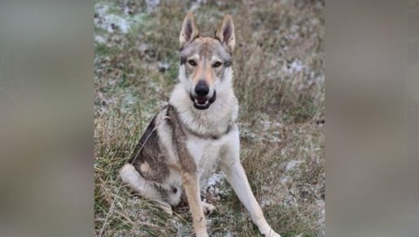 10.000 ЕВРА ОНОМЕ КО НАМ ПОМОГНЕ ДА НАЂЕМО ПСА: Власници пса Акија данима трагају за њим (ФОТО)