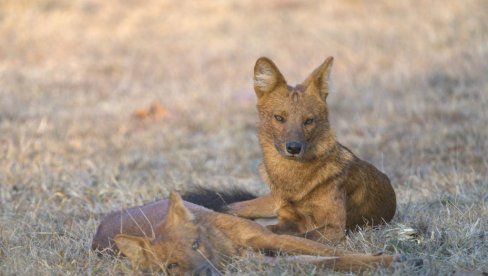 OTIŠLA NA PUSTO OSTRVO ZBOG SLATKIH ŽIVOTA, A KASNIJE JOJ ODUZELE ŽIVOT: Tinejdžerka pronađena mrtva na australijskom ostrvu