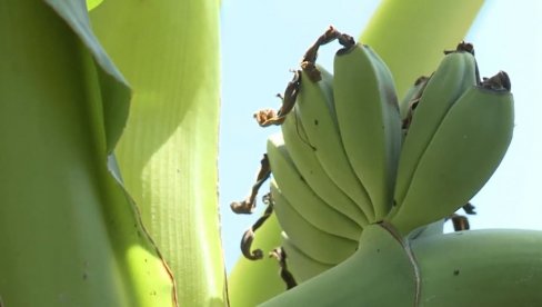 Sadnja banana bez obzira gde živite: Ima jedna caka za uspeh - Evo šta treba da znate