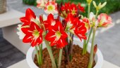 KAKO SE AMARILIS NEGUJE TOKOM ZIME? 5 koraka do raskošnih cvetova koji će vam krasiti dom