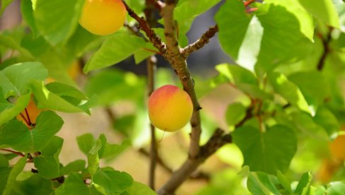 PROREĐIVANJE PLODA KAJSIJE: Sve ono što niste znali, a korisno je da znate