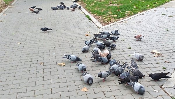 ЈАВНА НАБАВКА: У плану растеривање голубова из градског парка