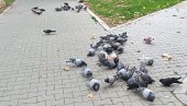 JAVNA NABAVKA: U planu rasterivanje golubova iz gradskog parka