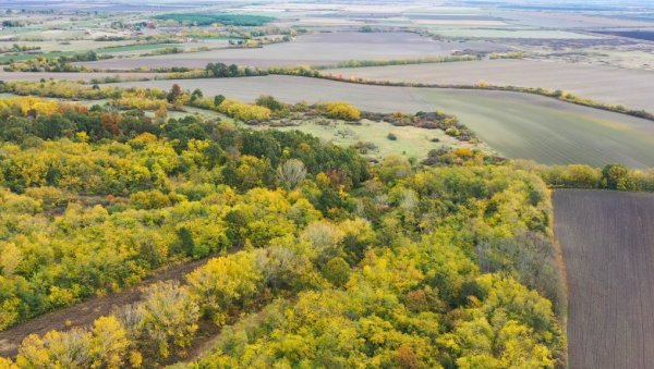 СЛАВУЈЕВ ЛУГ САЧУВАЛИ ЉУБИТЕЉА ПТИЦА: Шуму код Пландишта у којој живе заштићене врсте купило ДЗППС (ФОТО)