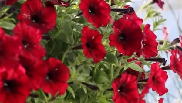 САДА ЈЕ ПРАВО ВРЕМЕ: Почетак фебруара је идеалан да посадите ово цвеће