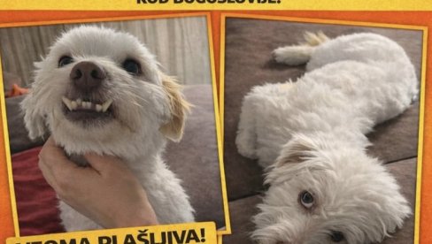 ЗА ЛУМИ НУДЕ 1.000 ЕВРА: Нестао пас у центру, власница мезимца ономе ко га буде пронашао обезбеђује вредну новчану награду