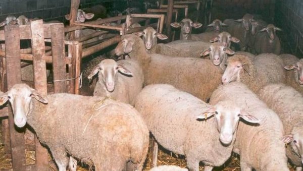 УСАВРШАВАЊЕ ВЕТЕРИНАРА: У Пожаревцу стручни скуп о исхрани животиња