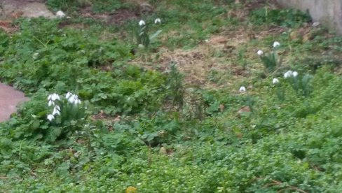 PROCVETALE VISIBABE: U centru Požarevca pojavili se vesnici proleća