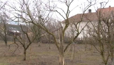 БРИГА О ВОЋУ ЗИМИ: Како сачувати воћњак од глодара у зимском периоду