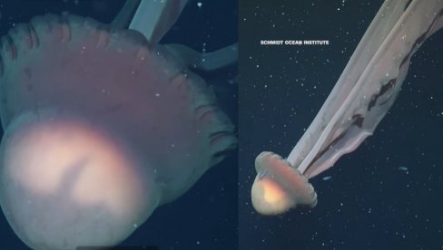 ШОК: Откривена фантомска медуза величине аутобуса (ВИДЕО)