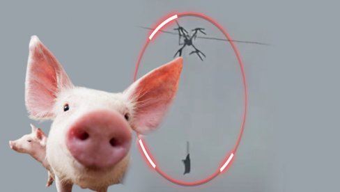 СТОЧАРЕ, ШТА ТО УРАДИ: Зашто је везао прасе за дрон? Читаво село остало без струје (ВИДЕО)