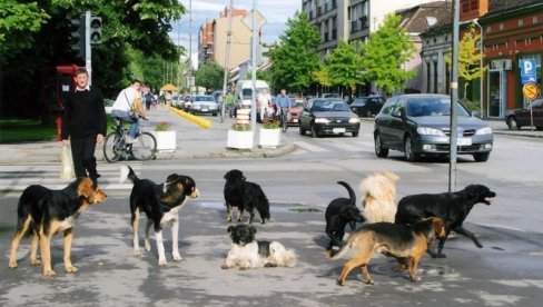 UJEDI OD 26.8 MILIONA: Bilans problema zbog napada napuštenih pasa u Valjevu