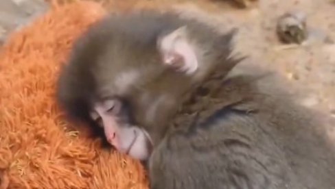 SNIMAK KOJI JE RAZNEŽIO SVET: Ovo mladunče majmuna topi i najtvrđa srca (VIDEO)