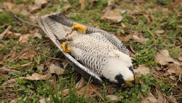 УНИШТАВАЈУ И ЧИТАВА СТАНИШТА ДЗППС упозорава: Због нелегалних активности, страдају и птице и животиње (ФОТО)