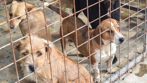 ЗА 283 УЈЕДА ОДШТЕТА  28 МИЛИОНА: Удружења за заштиту животиња, азил и ЈКП различито о проблему у Бачкој Паланци