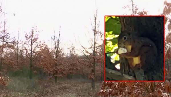 ВЕВЕРИЦЕ ПОСАДИЛЕ 30.000 СТАБАЛА: На Вршачким планинама, из жирева које су закопале  као зимницу, никла храстова шума