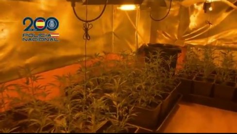 ГАЈИЛИ МАРИХУАНУ И ТЕРОРИСАЛИ КОМШИЈЕ: Ухапшено петоро чланова породичног клана из Мадрида