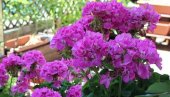 NAJZAHVALNIJE BALKONSKO CVEĆE: 5 biljaka koje ne zahtevaju gotovo nikakvu negu