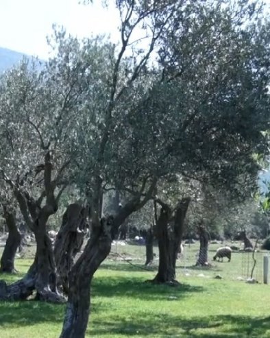 „СВАКО СЕЛО ИМА СВОЈЕ ЈЕЛО“: Tрадиционалнa кухињa Боке у Радановићима