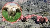 POJAVILE SE CRVENE OVCE: Šok scena na Kritu, turisti šokirani - evo o čemu se zapravo radi (VIDEO)