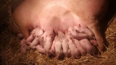 REKORDERKA IZ VLADIČINOG HANA: Krmača na svet donela čak 21 prase, u neverici i - veterinar