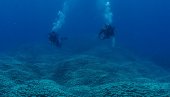 НАЈВЕЋИ НА СВЕТУ! Фасцинантно откриће на дну мора (ФОТО)