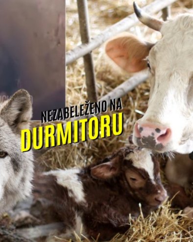 НЕСТВАРНЕ СЦЕНЕ КОД ЖАБЉАКА: Вук ускочио у шталу и ушушкао се поред телади - звер сатима лежала поред крава (ВИДЕО)