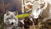НЕСТВАРНЕ СЦЕНЕ КОД ЖАБЉАКА: Вук ускочио у шталу и ушушкао се поред телади - звер сатима лежала поред крава (ВИДЕО)