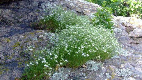 УГРОЖЕНА КАРПАТСКА МИШЈАКИЊА: Ретка биљка расте само на Вршачким планинама, изнад клуба Изазов