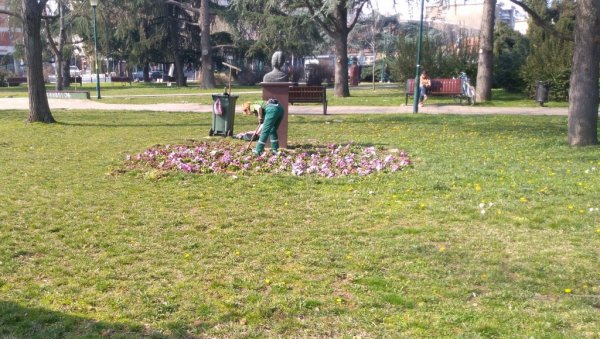 У СУСРЕТ ПРОЛЕЋУ: Уређују се цветне леје у центру Пожаревца