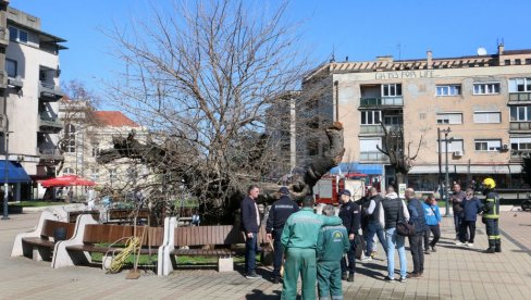 UMALO DA IZGORI NAJSTARIJI BELI DUD NA BALKANU: Incident u Smederevu, vatrogasci spasli drvo staro tri veka