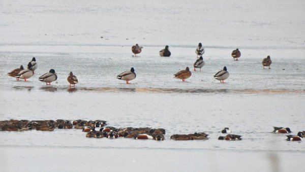НАЈБРОЈНИЈЕ ГЛУВАРА, И ОБИЧНИ ГАЛЕБ: ДЗППС објавило резултате  зимског пописа птица водених станишта у Србији