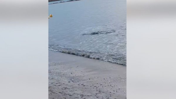 НЕСВАКИДАШЊИ ПРИЗОР У ГРЧКОЈ: Ајкула у плићаку, мештани узнемирени (ВИДЕО)
