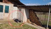 ШОК КОД ВРАЊА Сељане призор паралисао од страха: Био је ту 5 година (ВИДЕО)