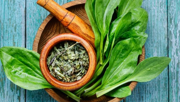 ПРАВИ ПРИРОДНИ ЛЕК: Млади листови боквице да се лакше дише