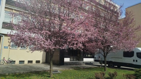 ЈАПАНСКА ТРЕШЊА ИЛИ УКРАСНА ШЉИВА?  У Параћину опет дилема због два процветала стабла (ФОТО)