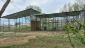 MIR, ZA LAKŠI OPORAVAK: Privremeno prihvatilište za životinje u Vršcu premešteno iz Gradskog parka u Mali rit