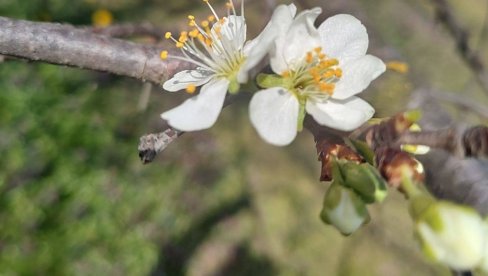 ШЉИВА УЛАЗИ У ФАЗУ ЦВЕТАЊА: Ево који ризик доноси најављена обилна киша