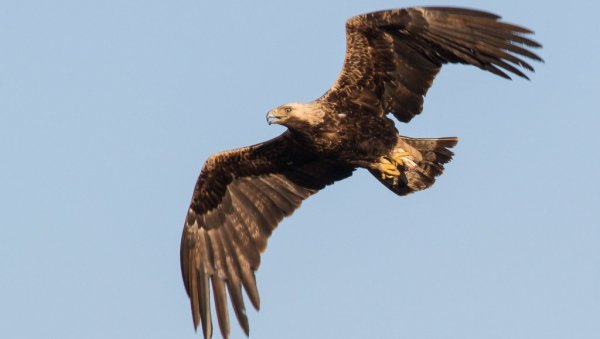 ДА САМ ПТИЦА У БАНАТУ:  Литерарни конкурс КУД Мраморак и Друштва за заштиту и пручавање птица Србије