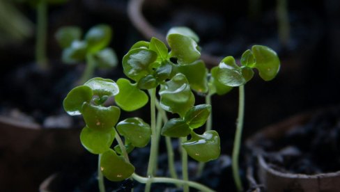 АПРИЛ ЈЕ ПРАВО ВРЕМЕ ДА НАБАВИТЕ ОВУ БИЉКУ: Сада јаче него икад привлачи новац и љубав