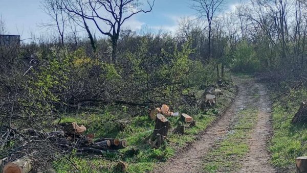 ЗГРАДЕ УМЕСТО ДРВЕЋА: У шуми на Звездари све мање зеленила, недавно посечено 50 стабала