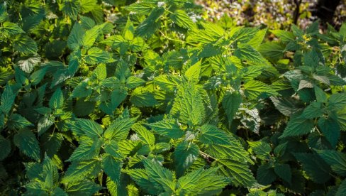 Nije za bacanje: Biljka koju svi gazimo sada donosi ozbiljne pare