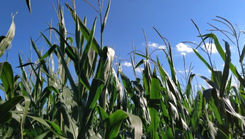 KOROVI U KUKURUZU: Najopasnije vrste i kako ih suzbiti?