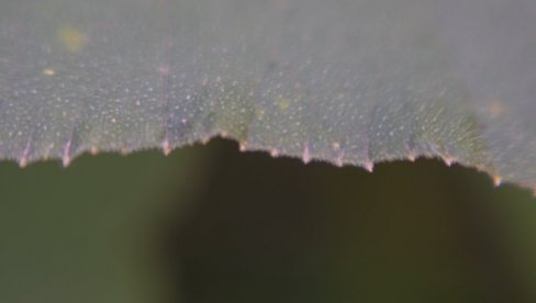 ОТПОРНОСТ ДИВЉЕГ ОРАХА: Пројекат Иване Папић у КЦБ-у као метафора прилагодљивости