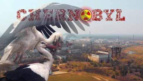 СЕНЗАЦИЈА: Роде се вратиле у Чернобиљ после 20 лета! Шта то значи? (ФОТО)