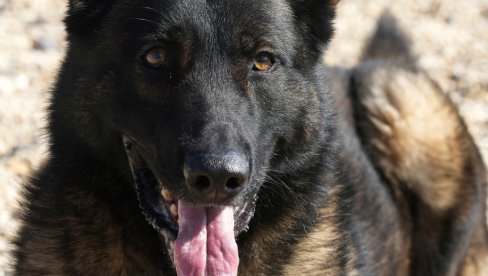 JOŠ JEDAN NAPAD PSA: Izujedao devojčicu (5) po glavi i licu, vlasnik uhapšen